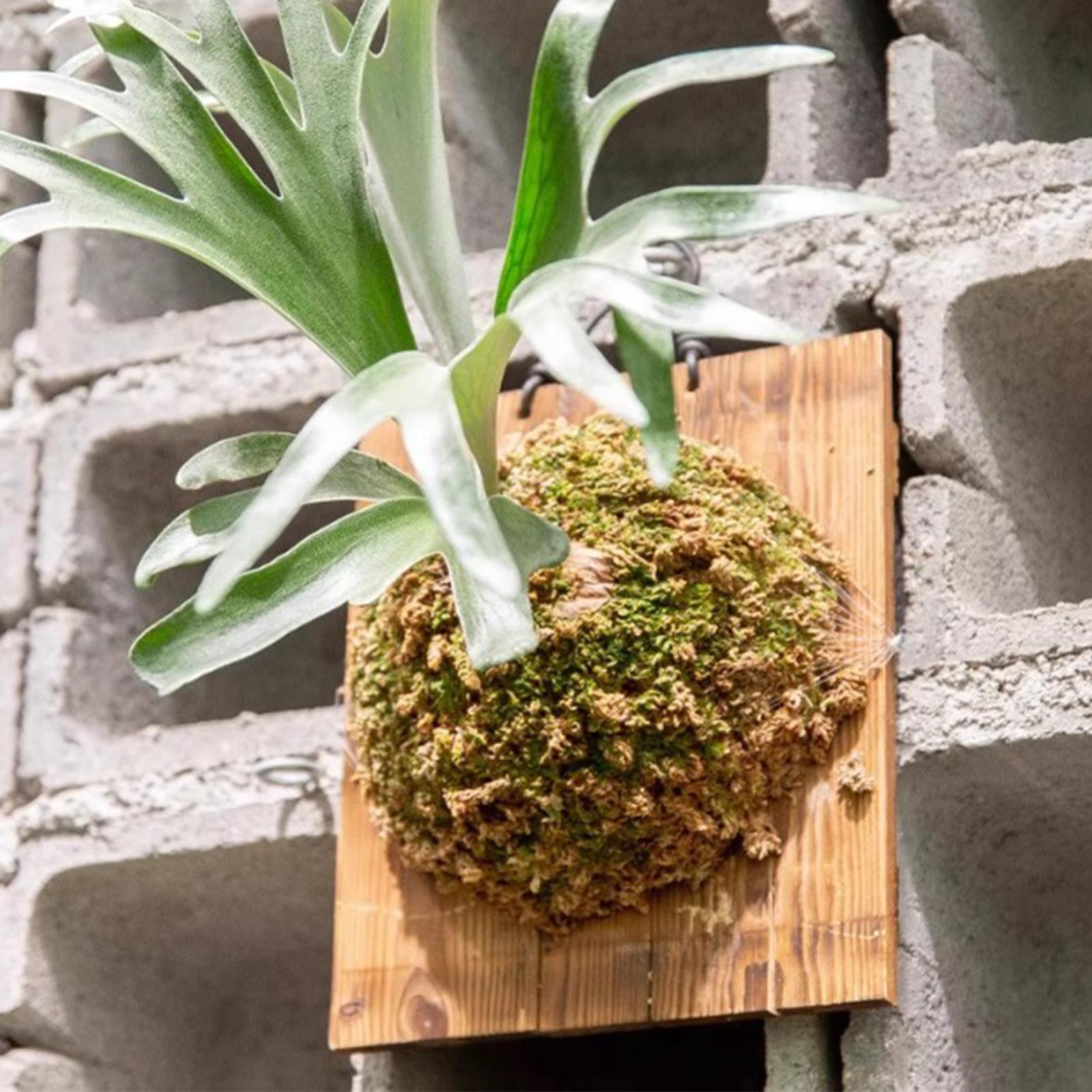 Vertical Wall Planter - 1 adet Kapalı Ahşap Staghorn Fern