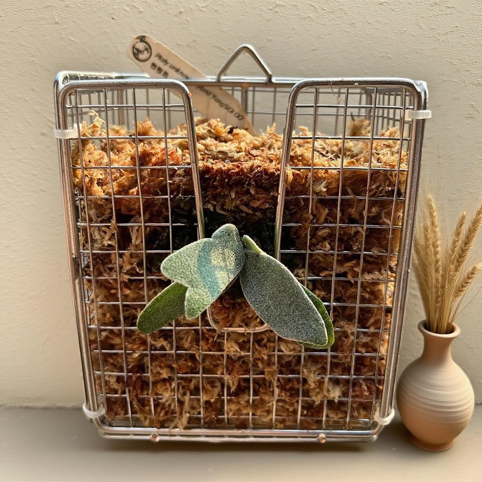 Staghorn Fern Montaj Kiti pasl - Vertical Wall Planter incelemesi ve fiyatı