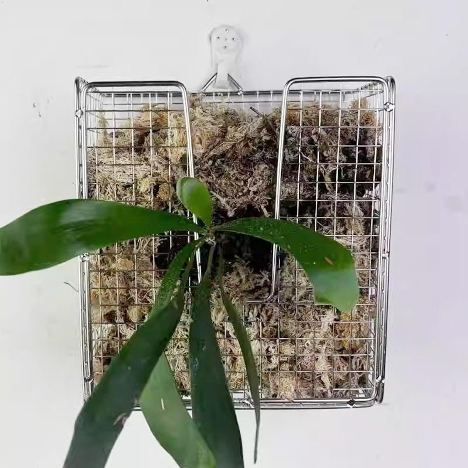 Staghorn Fern Montaj Kiti pasl - Vertical Wall Planter incelemesi ve fiyatı