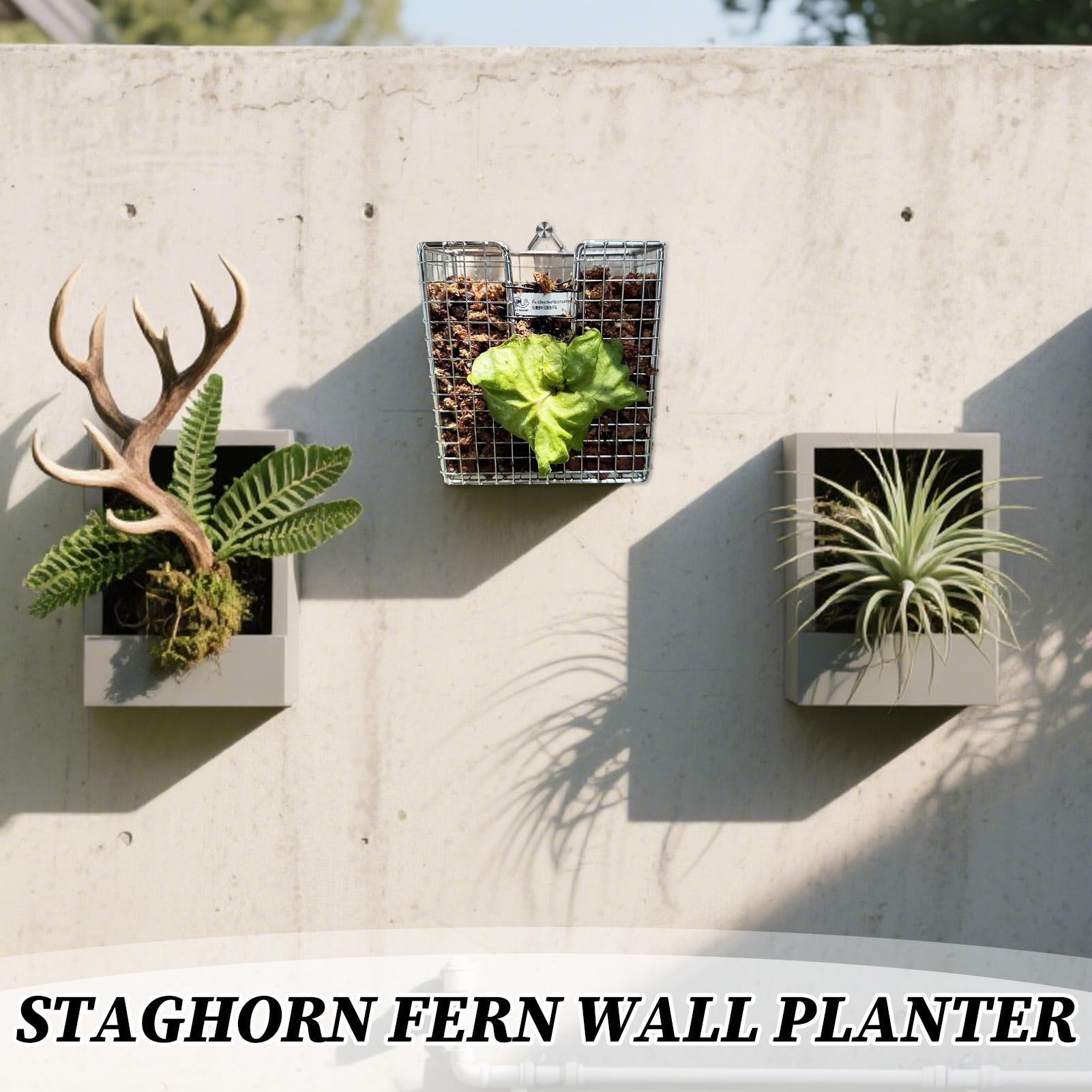 Staghorn Fern Montaj Kiti pasl - Vertical Wall Planter incelemesi ve fiyatı