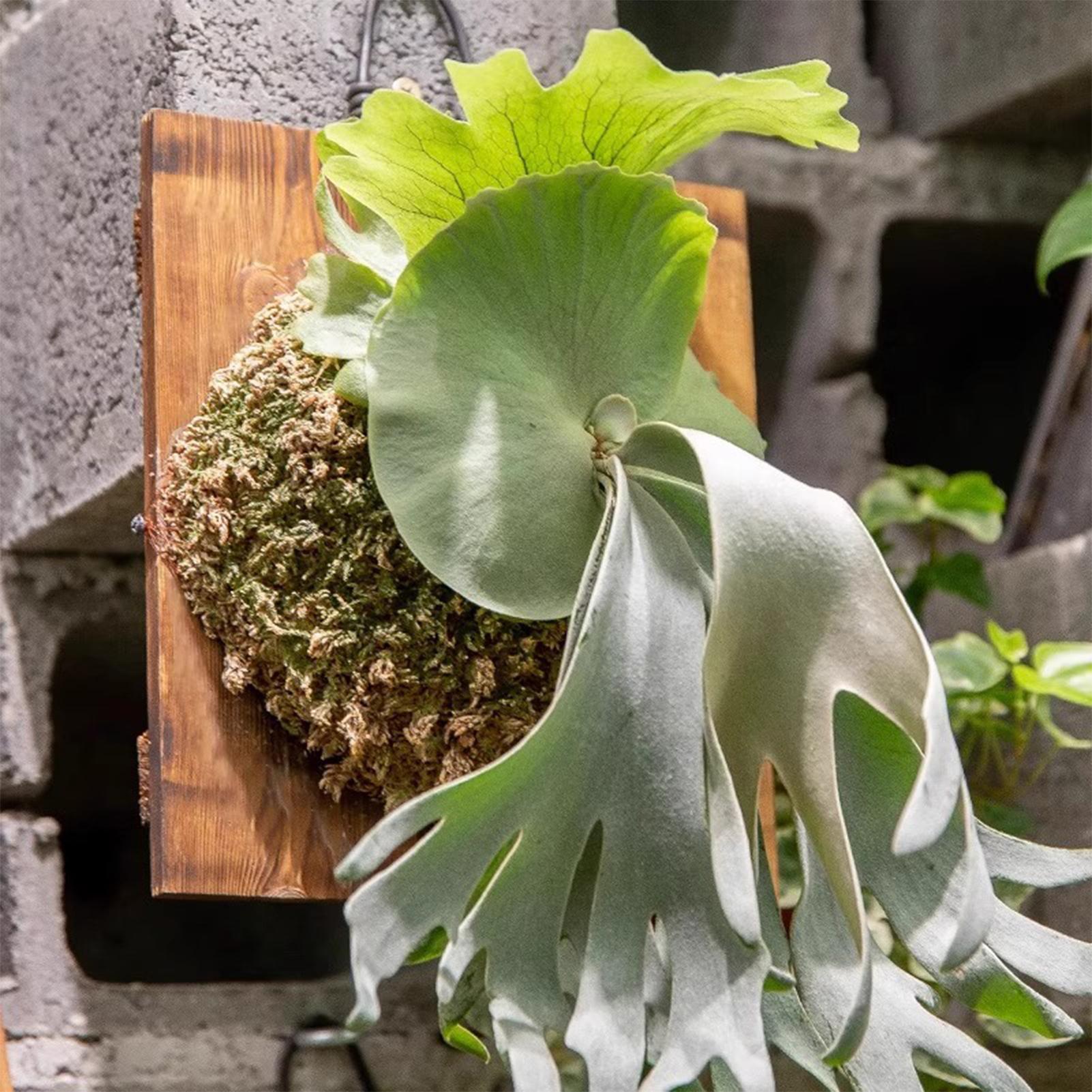 1 adet Kapalı Ahşap Staghorn F - Vertical Wall Planter incelemesi ve fiyatı
