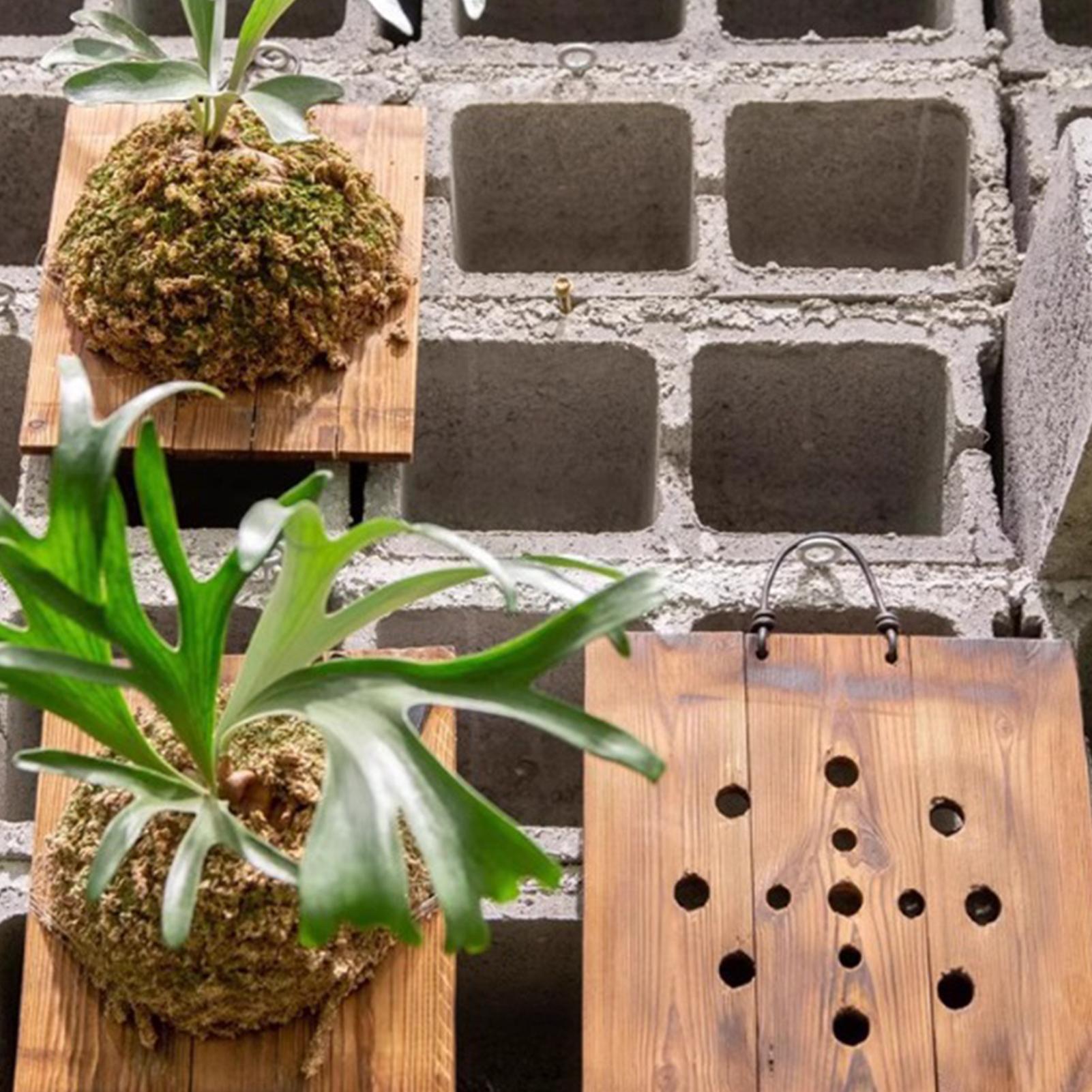 1 adet Kapalı Ahşap Staghorn F - Vertical Wall Planter incelemesi ve fiyatı
